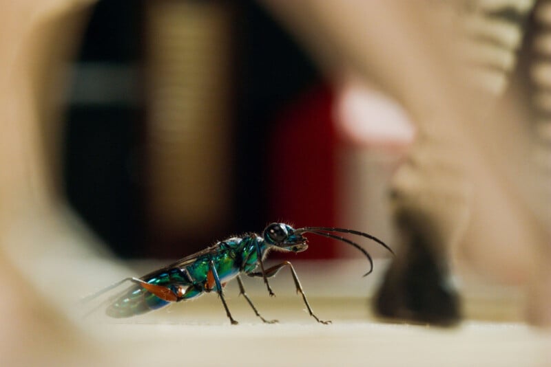 A close-up of a vibrant blue-green wasp with long antennae, standing on a light surface with blurred objects in the foreground and background.