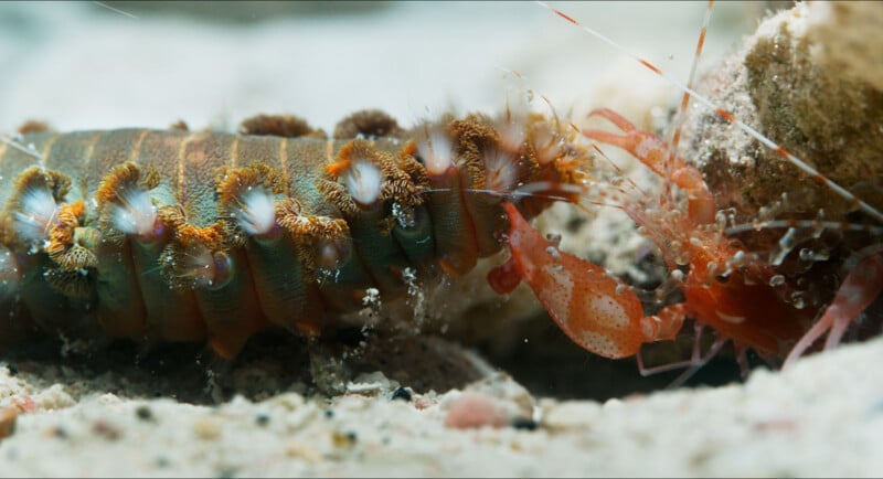 A close-up underwater image shows a bristle worm with feathery appendages facing off against a red shrimp on a sandy ocean floor.