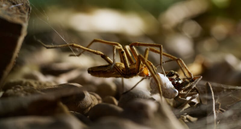 A close-up of a brown spider walking over rocks and dried leaves, with blurred green and brown background and sunlight highlighting its legs and body.