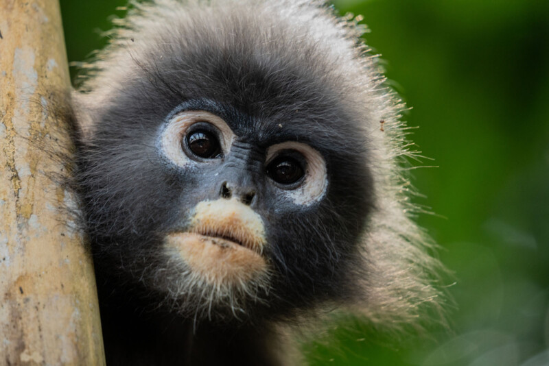 A close-up of a young, fluffy monkey with dark fur, large round eyes, and light markings around its mouth and eyes, peering curiously from behind a tree trunk with a blurred green background.