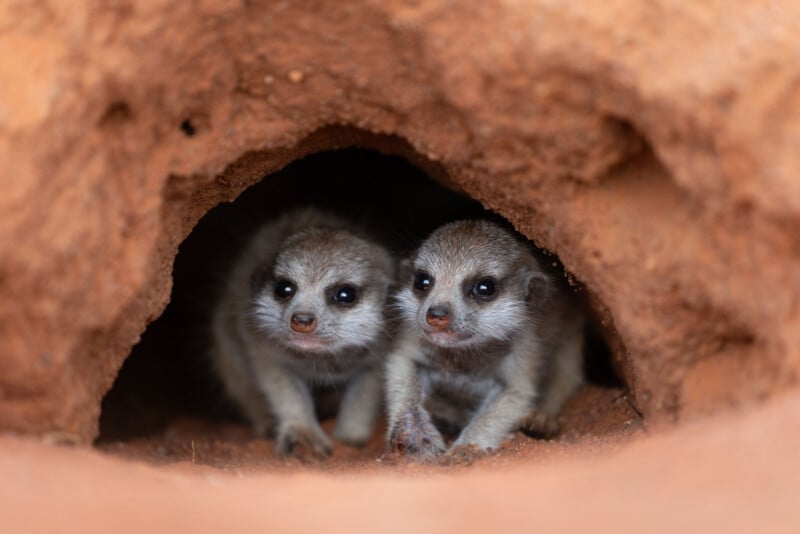 Two young meerkats peek out from a small hole in an earthy, reddish-brown burrow, their faces close together and eyes wide, with soft lighting highlighting their fur and surroundings.
