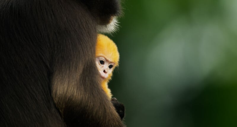 A small golden baby monkey is closely nestled in the protective arm of its dark-furred parent, with a blurred green background.