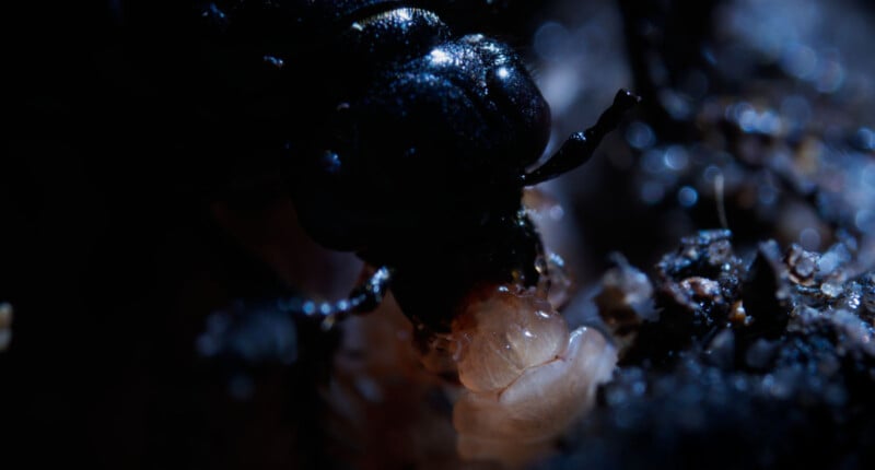 A close-up, low-light image of a dark beetle interacting with a pale, segmented grub on a rough, earthy surface. The scene is dimly lit, highlighting the shiny texture of the beetle's exoskeleton.