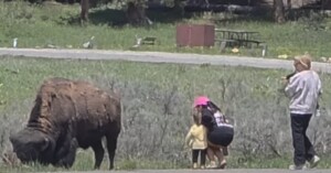 A woman and two young girls stand dangerously close to a large bison grazing, while another woman takes a photo of them. A picnic table is visible in the background on a grassy area.
