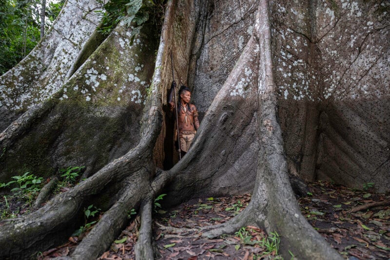 A person wearing traditional attire stands between the large roots of a massive tree in a lush, green forest. The tree's thick trunk and sprawling roots dominate the scene.