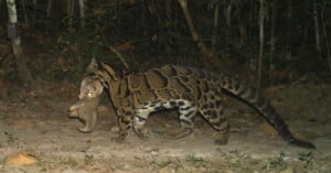 A margay with a spotted coat walks through a forest at night, carrying a small animal in its mouth. The background is dense with trees and vegetation.