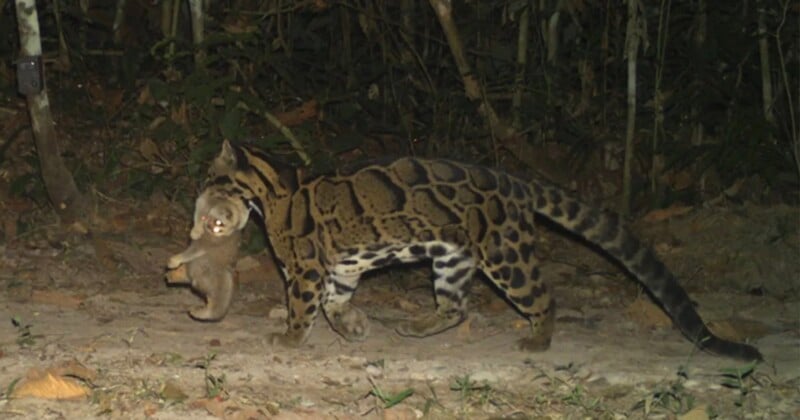A margay with a spotted coat walks through a forest at night, carrying a small animal in its mouth. The background is dense with trees and vegetation.