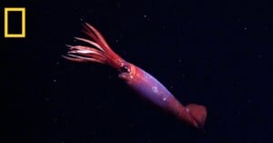 A deep-sea giant squid swims in dark ocean water with its long red tentacles extended. The National Geographic logo is visible in the top left corner.