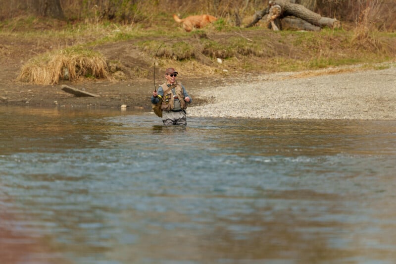 A person wearing fishing gear stands waist-deep in a river fly fishing, with trees and grassy riverbank in the background and a dog walking on the shore.