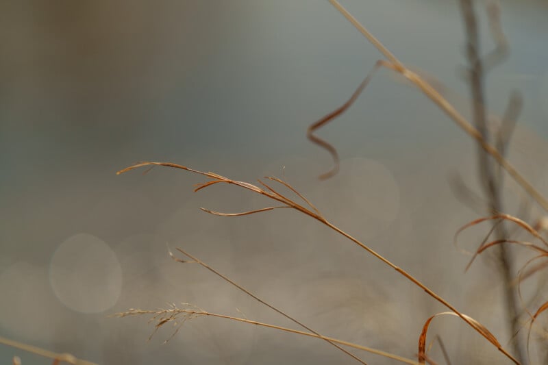 Delicate, dry grass stems in soft focus against a blurred, muted blue and beige background, creating a serene and minimalist natural scene.