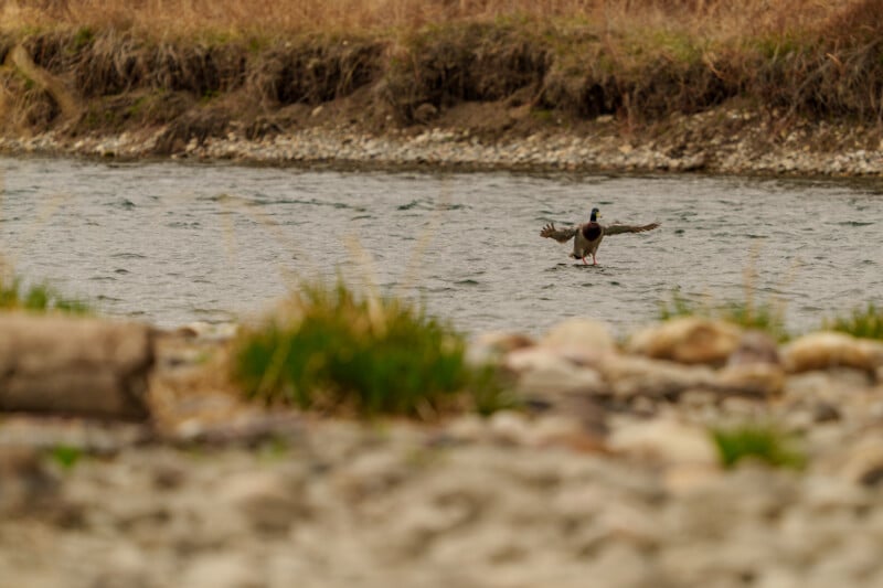 A duck stands in the middle of a river, spreading its wings. The foreground is rocky with patches of green grass, and the background shows a grassy riverbank.