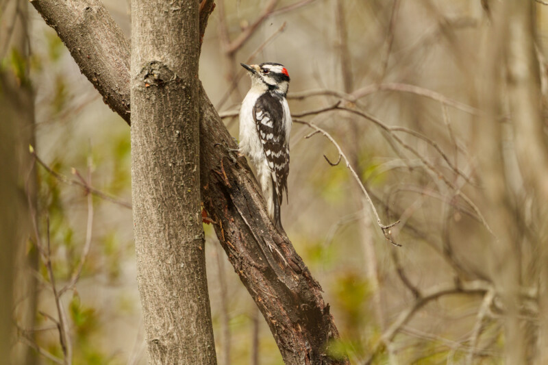 A black-and-white woodpecker with a red patch on its head clings to the side of a tree trunk in a forest setting. The background is blurred with muted colors and sparse branches.