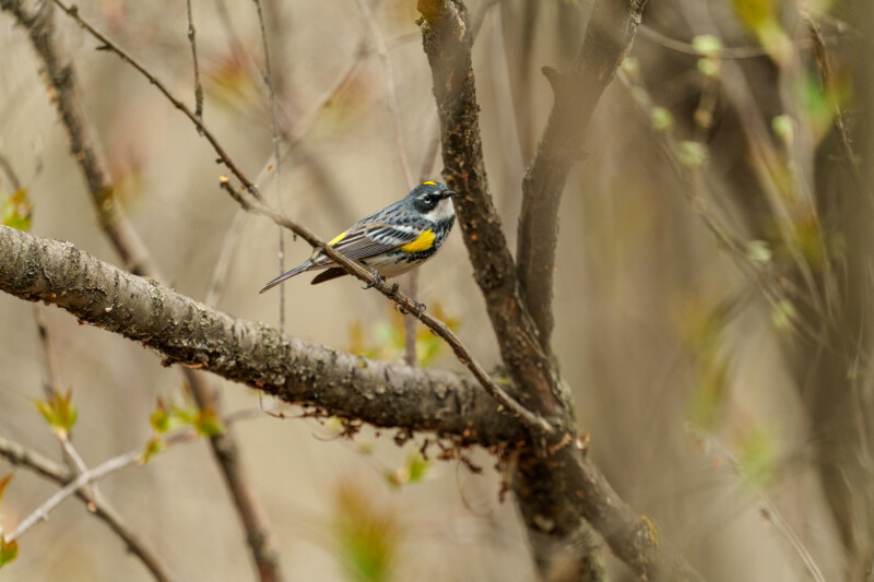 A small bird with yellow and white markings perches on a tree branch surrounded by thin branches and budding leaves in a natural outdoor setting.