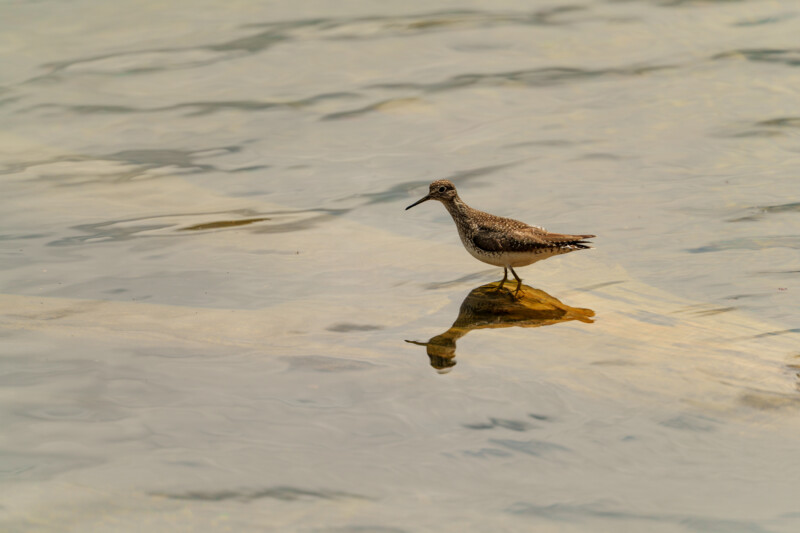 A brown and white shorebird stands on a small rock surrounded by shallow, rippling water, with its reflection visible on the water’s surface.