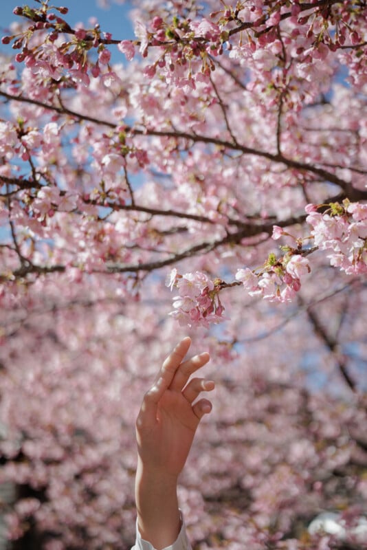A hand gently reaching up toward pink cherry blossom branches in full bloom, set against a blue sky background.