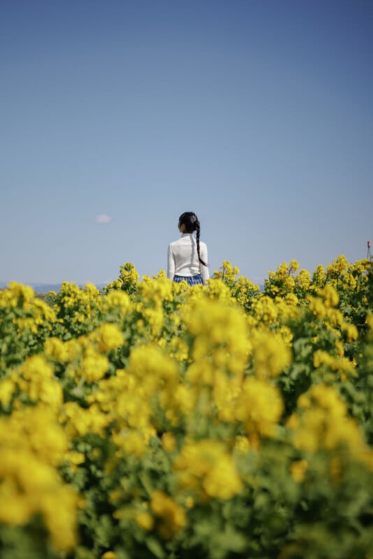 A woman with a long braid, wearing a white top and blue skirt, stands in a field of blooming yellow flowers under a clear blue sky, facing away from the camera.