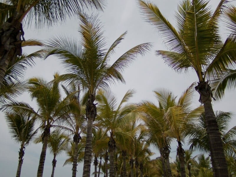 Tall palm trees with green and yellowish fronds stand closely together, reaching up toward a cloudy, overcast sky. The scene suggests a tropical or coastal location.