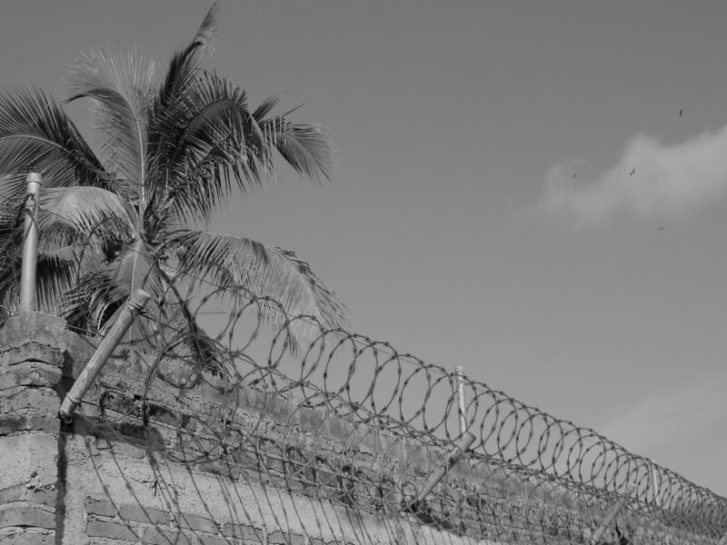 A tall concrete wall topped with coiled barbed wire is shown in the foreground. Behind the wall, palm tree fronds are visible against a clear sky, giving a contrast between security and nature. The image is in black and white.