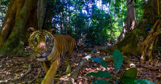 A Malayan tiger captured using a camera trap.