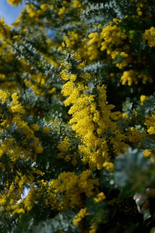 Bright yellow mimosa flowers bloom densely on green branches under sunlight, with a soft blue sky visible in the background.