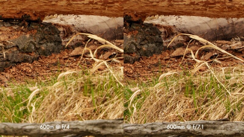 Side-by-side comparison of two photos showing dried grass and logs; the left is labeled "600mm @ f/4" and the right "600mm @ f/7.1," illustrating differences in depth of field and sharpness.