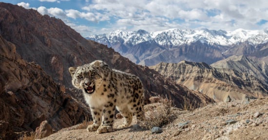 snow leopard in a DSLR camera trap